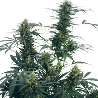 Guerrilla's Gusto (Sensi Seeds) regulær