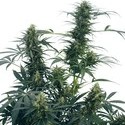 Guerrilla's Gusto (Sensi Seeds) regulær