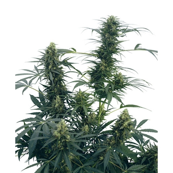 Guerrilla's Gusto (Sensi Seeds) regulær