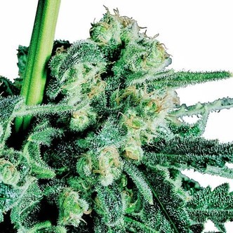 Sensi Skunk (Sensi Seeds) regul&aelig;r
