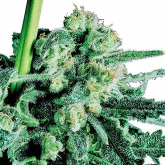 Sensi Skunk (Sensi Seeds) regul&aelig;r