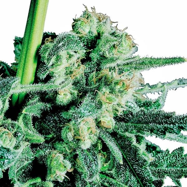 Sensi Skunk (Sensi Seeds) regulær