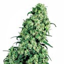 Skunk 1 (Sensi Seeds) regulær