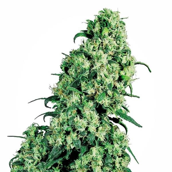 Skunk 1 (Sensi Seeds) regulær