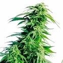 Hindu Kush (Sensi Seeds) regulær