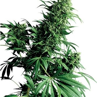 Shiva Shanti (Sensi Seeds) regul&aelig;r