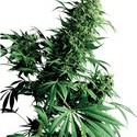 Shiva Shanti (Sensi Seeds) regulær