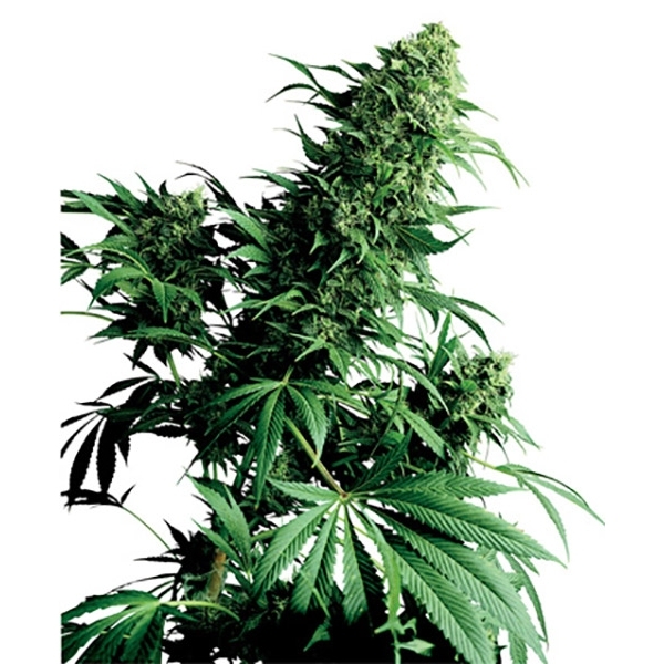 Shiva Shanti (Sensi Seeds) regulær