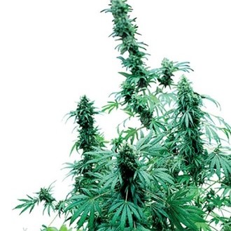 Early Skunk (Sensi Seeds) Regul&aelig;r