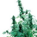 Early Skunk (Sensi Seeds) Regulær