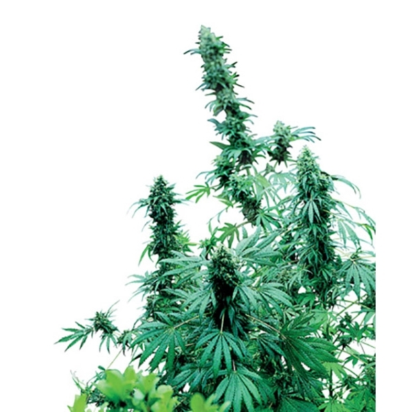 Early Skunk (Sensi Seeds) Regulær