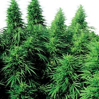 Ruderalis Skunk (Sensi Seeds) regul&aelig;r