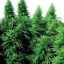 Ruderalis Skunk (Sensi Seeds) regulær