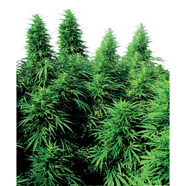 Ruderalis Skunk (Sensi Seeds) regulær