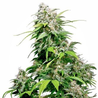 California Indica (Sensi Seeds) regul&aelig;r