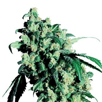 Super Skunk (Sensi Seeds) regul&aelig;r