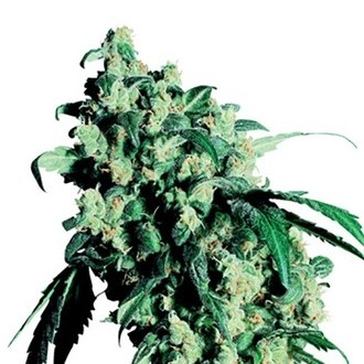 Super Skunk (Sensi Seeds) regul&aelig;r