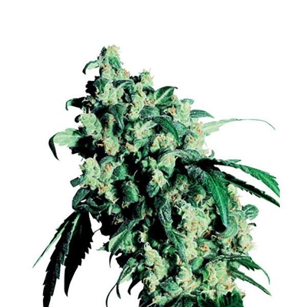 Super Skunk (Sensi Seeds) regulær