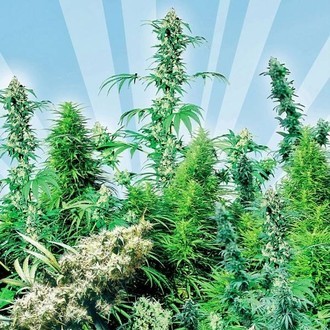 Outdoor Mix (Sensi Seeds) regul&aelig;r