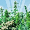 Outdoor Mix (Sensi Seeds) regulær