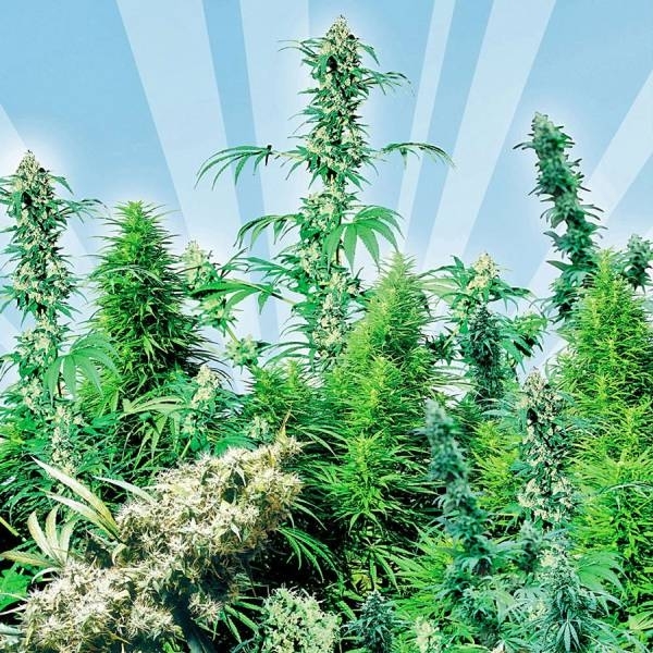Outdoor Mix (Sensi Seeds) regulær