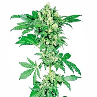 Afghani 1 (Sensi Seeds) regul&aelig;r