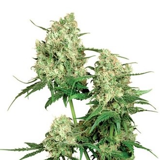 Maple Leaf Indica (Sensi Seeds) regul&aelig;r