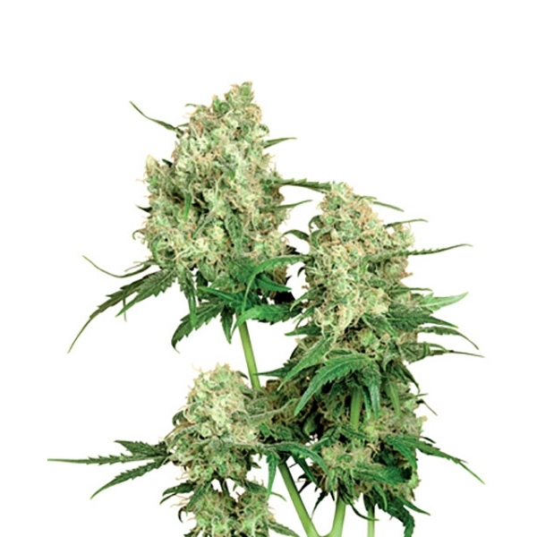 Maple Leaf Indica (Sensi Seeds) regulær