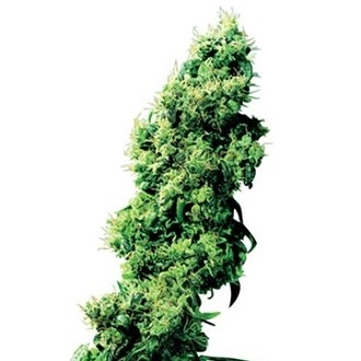 Four-Way (Sensi Seeds) regul&aelig;r