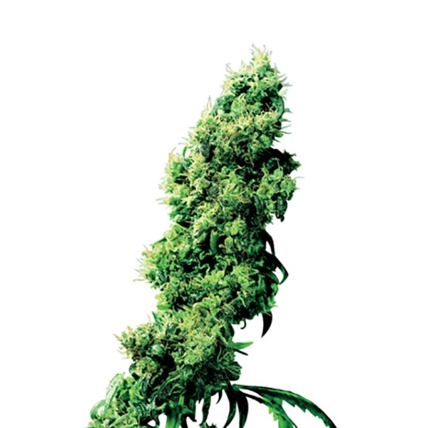 Four-Way (Sensi Seeds) regulær