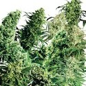 Indoor Mix (Sensi Seeds) regulær