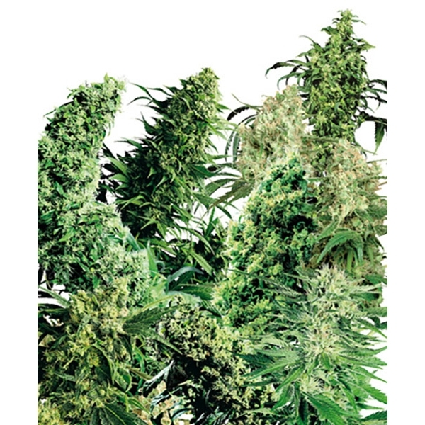 Indoor Mix (Sensi Seeds) regulær
