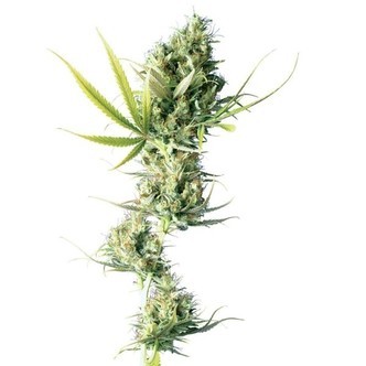 Durban (Sensi Seeds) regul&aelig;r/feminiseret