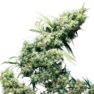 Jamaican Pearl (Sensi Seeds) regul&aelig;r/feminiseret