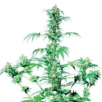 Early Girl (Sensi Seeds) regul&aelig;r