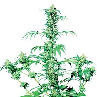 Early Girl (Sensi Seeds) regul&aelig;r