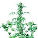 Early Girl (Sensi Seeds) regulær