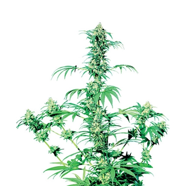 Early Girl (Sensi Seeds) regulær