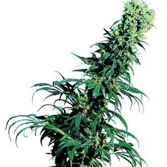 Early Pearl (Sensi Seeds) regul&aelig;r