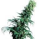 Early Pearl (Sensi Seeds) regulær