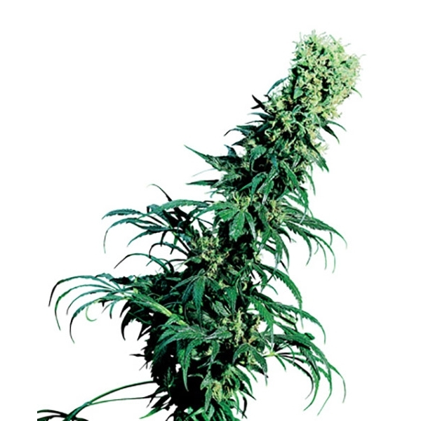 Early Pearl (Sensi Seeds) regulær