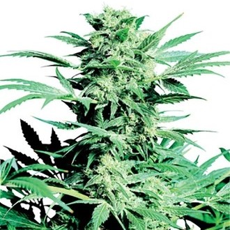 Shiva Skunk (Sensi Seeds) regul&aelig;r