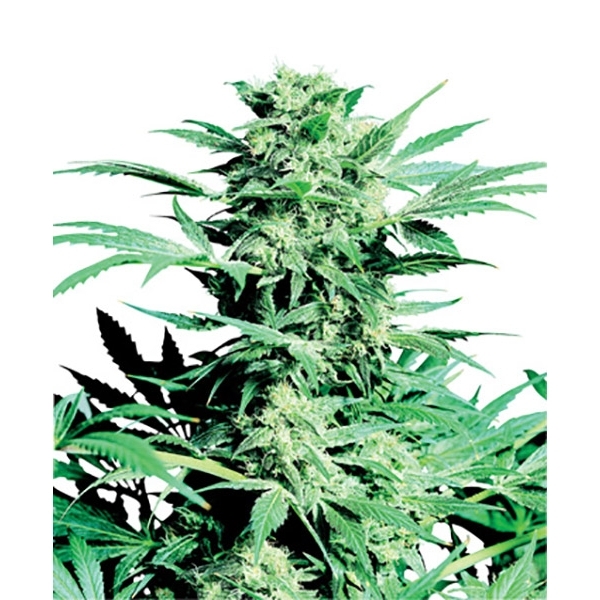 Shiva Skunk (Sensi Seeds) regulær