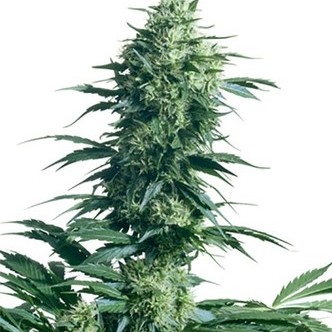 Mother's Finest (Sensi Seeds) regul&aelig;r