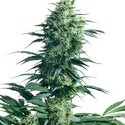 Mother's Finest (Sensi Seeds) regulær