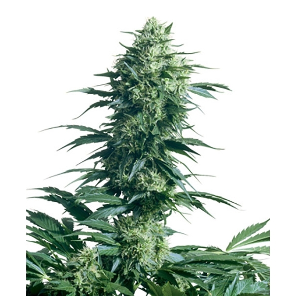 Mother's Finest (Sensi Seeds) regulær