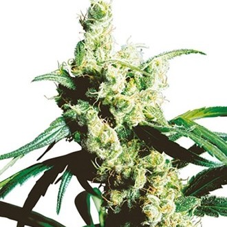 Silver Haze (Sensi Seeds) regul&aelig;r