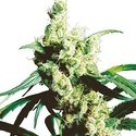 Silver Haze (Sensi Seeds) regulær