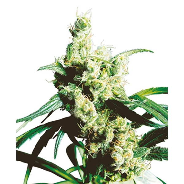 Silver Haze (Sensi Seeds) regulær
