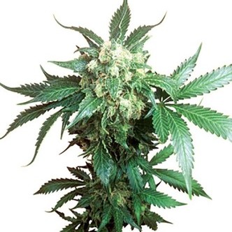 Black Domina (Sensi Seeds) regul&aelig;r